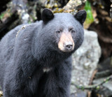 URSID - BEAR - BLACK BEAR - THOMPSON SOUND BRITISH COLUMBIA (47).JPG