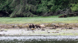 URSID - BEAR - GRIZZLY BEAR - BELLA AND HER CUBS - KNIGHTS INLET BRITISH COLUMBIA (2).JPG