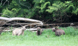 URSID - BEAR - GRIZZLY BEAR - BELLA AND HER CUBS - KNIGHTS INLET BRITISH COLUMBIA (26).JPG
