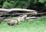 URSID - BEAR - GRIZZLY BEAR - BELLA AND HER CUBS - KNIGHTS INLET BRITISH COLUMBIA (35).JPG