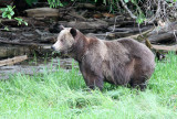 URSID - BEAR - GRIZZLY BEAR - BELLA AND HER CUBS AND BLONDIE - KNIGHTS INLET BRITISH COLUMBIA (18).JPG