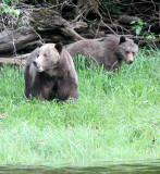 URSID - BEAR - GRIZZLY BEAR - BELLA AND HER CUBS AND BLONDIE - KNIGHTS INLET BRITISH COLUMBIA (6).JPG