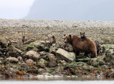 URSID - BEAR - GRIZZLY BEAR - MOM AND HER FIRST YEAR CUBS - KNIGHTS INLET BRITISH COLUMBIA (11).JPG