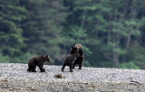 URSID - BEAR - GRIZZLY BEAR - MOM AND HER FIRST YEAR CUBS - KNIGHTS INLET BRITISH COLUMBIA (113).JPG