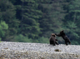 URSID - BEAR - GRIZZLY BEAR - MOM AND HER FIRST YEAR CUBS - KNIGHTS INLET BRITISH COLUMBIA (117).JPG