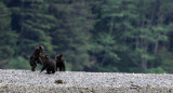 URSID - BEAR - GRIZZLY BEAR - MOM AND HER FIRST YEAR CUBS - KNIGHTS INLET BRITISH COLUMBIA (124).JPG