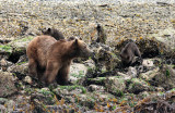 URSID - BEAR - GRIZZLY BEAR - MOM AND HER FIRST YEAR CUBS - KNIGHTS INLET BRITISH COLUMBIA (149).JPG