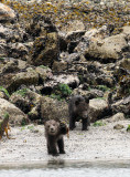 URSID - BEAR - GRIZZLY BEAR - MOM AND HER FIRST YEAR CUBS - KNIGHTS INLET BRITISH COLUMBIA (156).JPG