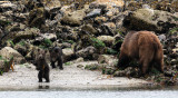 URSID - BEAR - GRIZZLY BEAR - MOM AND HER FIRST YEAR CUBS - KNIGHTS INLET BRITISH COLUMBIA (161).JPG