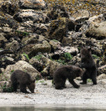 URSID - BEAR - GRIZZLY BEAR - MOM AND HER FIRST YEAR CUBS - KNIGHTS INLET BRITISH COLUMBIA (164).JPG
