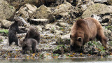 URSID - BEAR - GRIZZLY BEAR - MOM AND HER FIRST YEAR CUBS - KNIGHTS INLET BRITISH COLUMBIA (178).JPG