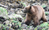 URSID - BEAR - GRIZZLY BEAR - MOM AND HER FIRST YEAR CUBS - KNIGHTS INLET BRITISH COLUMBIA (232).JPG
