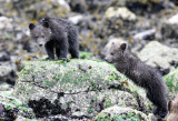 URSID - BEAR - GRIZZLY BEAR - MOM AND HER FIRST YEAR CUBS - KNIGHTS INLET BRITISH COLUMBIA (245).JPG