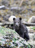 URSID - BEAR - GRIZZLY BEAR - MOM AND HER FIRST YEAR CUBS - KNIGHTS INLET BRITISH COLUMBIA (255).JPG