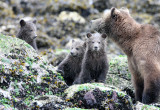 URSID - BEAR - GRIZZLY BEAR - MOM AND HER FIRST YEAR CUBS - KNIGHTS INLET BRITISH COLUMBIA (266).JPG