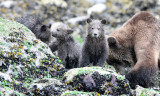 URSID - BEAR - GRIZZLY BEAR - MOM AND HER FIRST YEAR CUBS - KNIGHTS INLET BRITISH COLUMBIA (271).JPG
