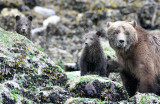 URSID - BEAR - GRIZZLY BEAR - MOM AND HER FIRST YEAR CUBS - KNIGHTS INLET BRITISH COLUMBIA (280).JPG