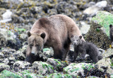 URSID - BEAR - GRIZZLY BEAR - MOM AND HER FIRST YEAR CUBS - KNIGHTS INLET BRITISH COLUMBIA (290).JPG