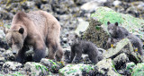 URSID - BEAR - GRIZZLY BEAR - MOM AND HER FIRST YEAR CUBS - KNIGHTS INLET BRITISH COLUMBIA (291).JPG