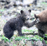 URSID - BEAR - GRIZZLY BEAR - MOM AND HER FIRST YEAR CUBS - KNIGHTS INLET BRITISH COLUMBIA (325).jpg