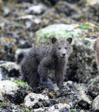 URSID - BEAR - GRIZZLY BEAR - MOM AND HER FIRST YEAR CUBS - KNIGHTS INLET BRITISH COLUMBIA (358).JPG