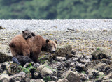 URSID - BEAR - GRIZZLY BEAR - MOM AND HER FIRST YEAR CUBS - KNIGHTS INLET BRITISH COLUMBIA (44).JPG