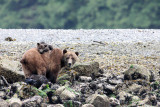 URSID - BEAR - GRIZZLY BEAR - MOM AND HER FIRST YEAR CUBS - KNIGHTS INLET BRITISH COLUMBIA (46).JPG
