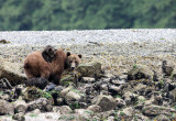 URSID - BEAR - GRIZZLY BEAR - MOM AND HER FIRST YEAR CUBS - KNIGHTS INLET BRITISH COLUMBIA (60).JPG