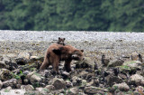 URSID - BEAR - GRIZZLY BEAR - MOM AND HER FIRST YEAR CUBS - KNIGHTS INLET BRITISH COLUMBIA (72).JPG