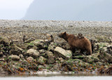 URSID - BEAR - GRIZZLY BEAR - MOM AND HER FIRST YEAR CUBS - KNIGHTS INLET BRITISH COLUMBIA (9).JPG
