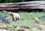 URSID - BEAR - GRIZZLY BEAR - ROLL AND HER CUB - KNIGHTS INLET BRITISH COLUMBIA (24).JPG