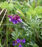 FABACEAE - WILD BEACH PEAS - KNIGHTS INLET BRITISH COLUMBIA.JPG