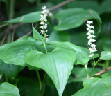 LILIACEAE - FALSE LILLY OF THE VALLEY - THOMPSONS SOUND BRITISH COLUMBIA (2).JPG