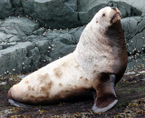 PINNIPED - SEA LION - STELLERS SEA LION - KNIGHTS INLET BRITISH COLUMBIA (4).JPG