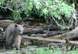 URSID - BEAR - GRIZZLY BEAR - BELLA AND HER CUBS AND BLONDIE - KNIGHTS INLET BRITISH COLUMBIA (31).JPG