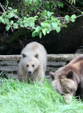 URSID - BEAR - GRIZZLY BEAR - BELLA AND HER CUBS AND BLONDIE - KNIGHTS INLET BRITISH COLUMBIA (35).JPG