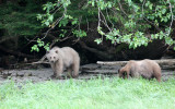 URSID - BEAR - GRIZZLY BEAR - BELLA AND HER CUBS AND BLONDIE - KNIGHTS INLET BRITISH COLUMBIA (4).JPG