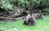 URSID - BEAR - GRIZZLY BEAR - BELLA AND HER CUBS AND BLONDIE - KNIGHTS INLET BRITISH COLUMBIA (9).JPG
