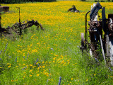 Wildflowers