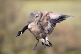 Canada Goose arrival.jpg