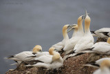 Fencing and preening.jpg