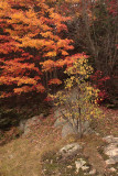 Algonquin fall colours.jpg