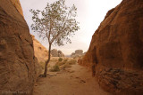 Rare tree Wadi Rum.jpg