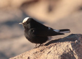 Local inhabitant, Mt Sinai