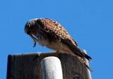 Kestrel, Paradise Hotel