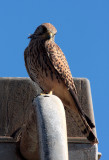 Kestrel, Paradise Hotel