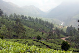 More tea estates before Munnar