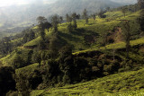 Tallayar Tea Estate