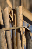 Reeds