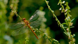 Dragonfly #2